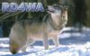 Filename=rd4wa.jpg
Filesize=16KB
Dimensions=520x332
Date added=Nov 22, 2009 rd4wa.jpg