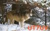 ut7uv.jpg